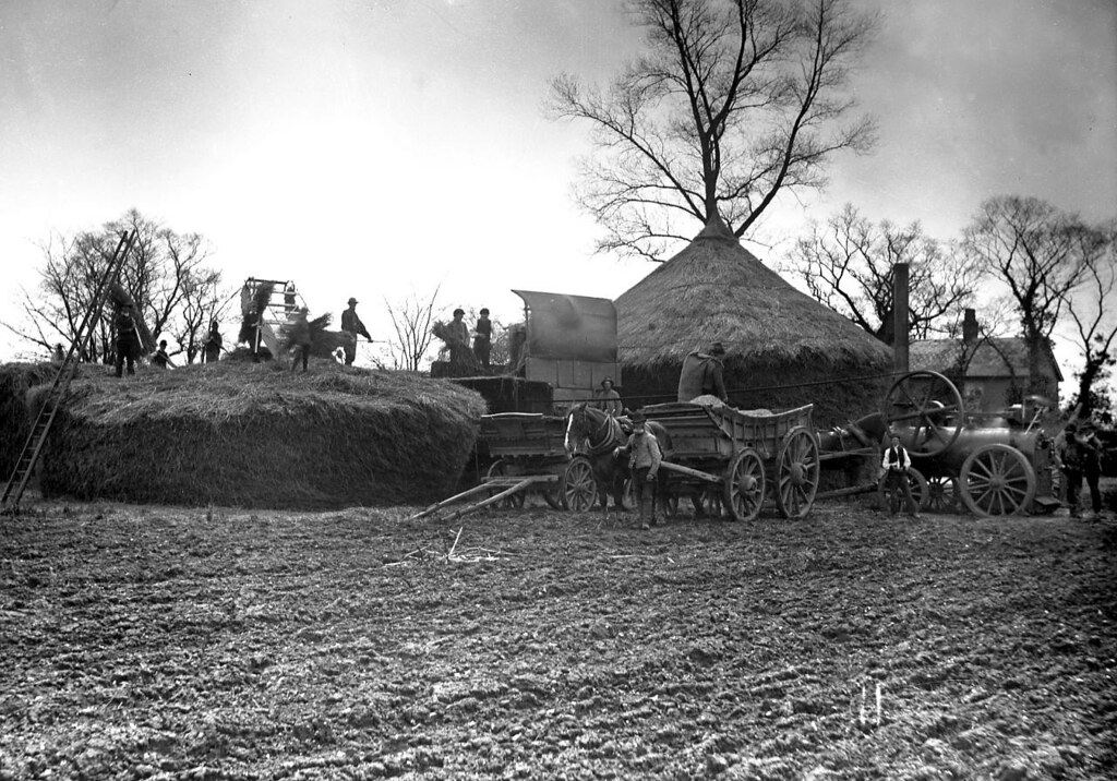 A photo of a field with two large hay stacks, one half-way constructed. They are round and, when finished, have a conical top, reaching two or three storeys high. There are several men at work, a horse-drawn wagon, and a steam engine.